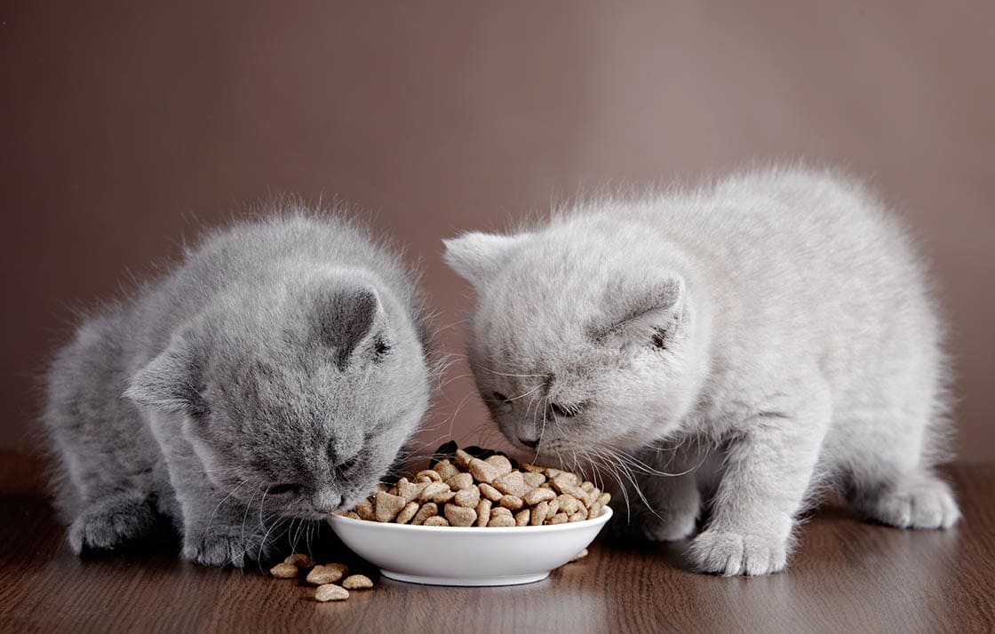 Feeding Your Kitten (1-6 Months): Zooplus Salmon Pellets Guide